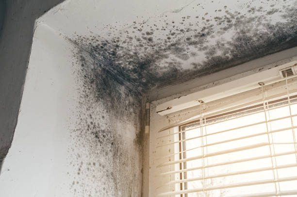 Affordable Commercial Mold Remediation solutions in Garrett, WA